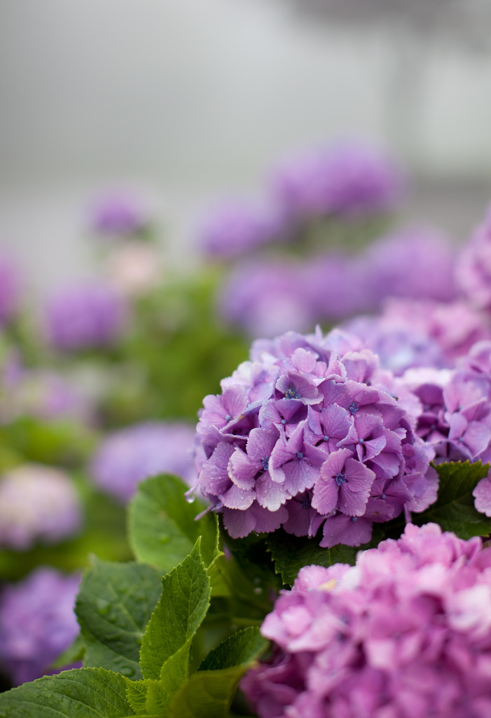 紫陽花～牡丹～