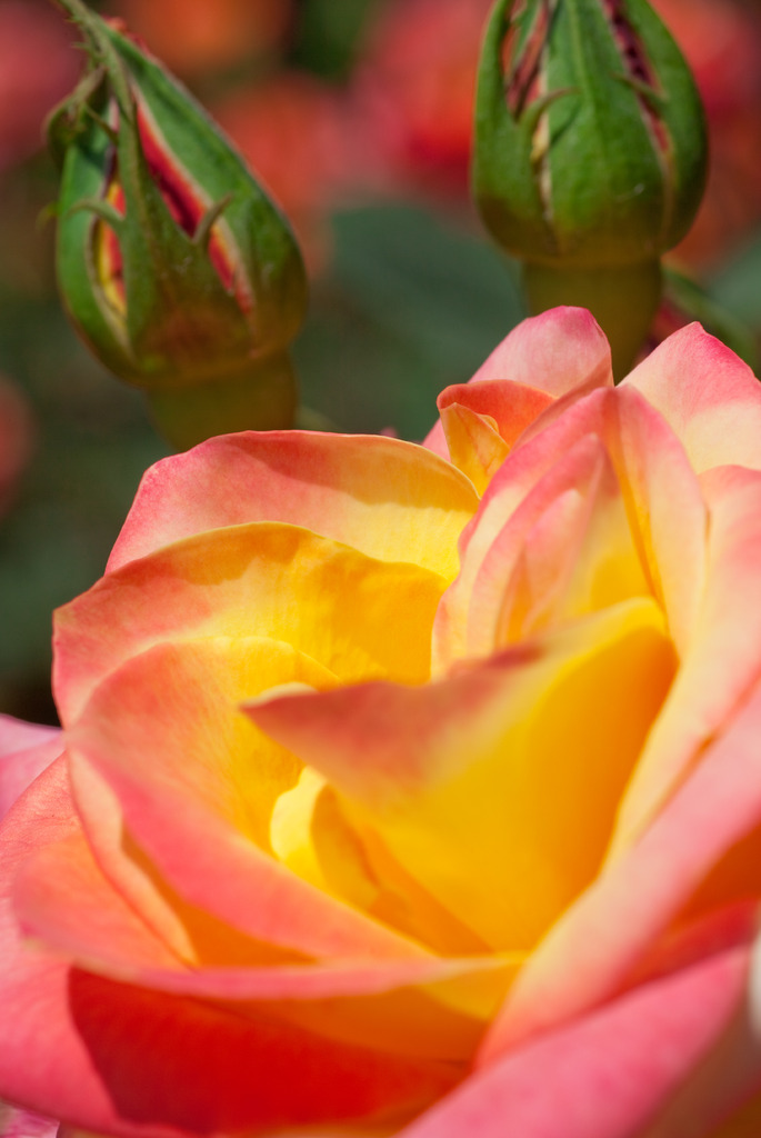 黄色とピンクの薔薇