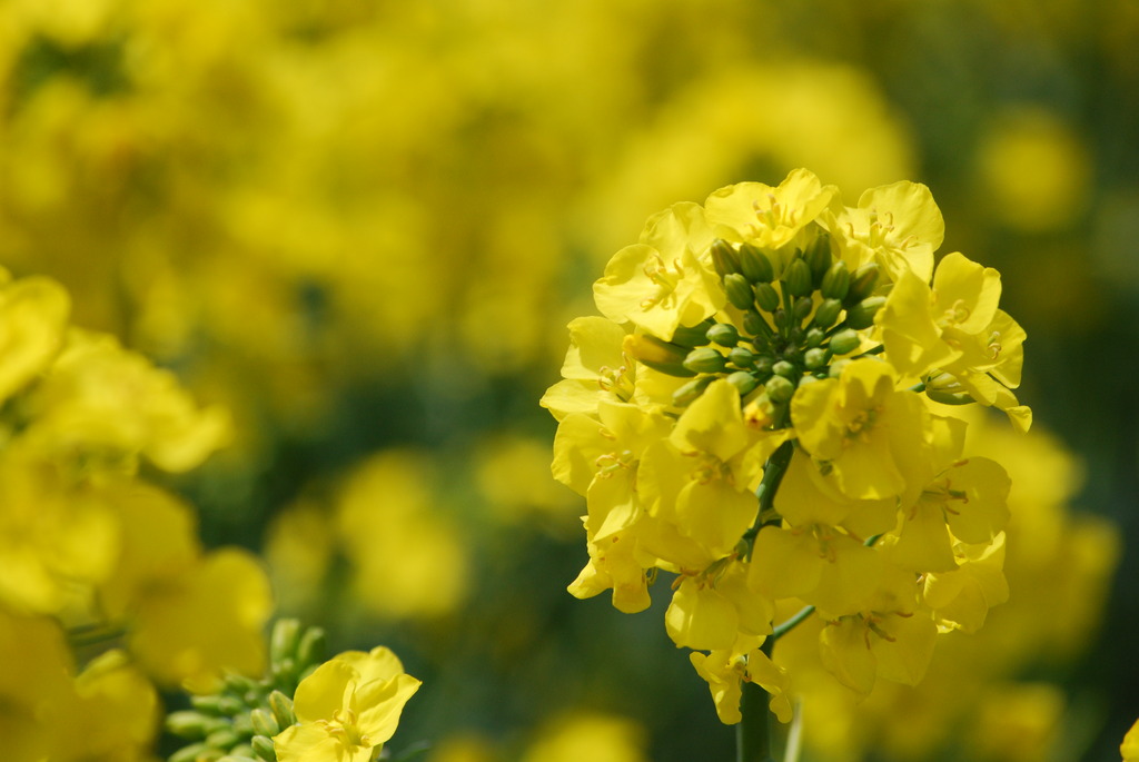 菜の花