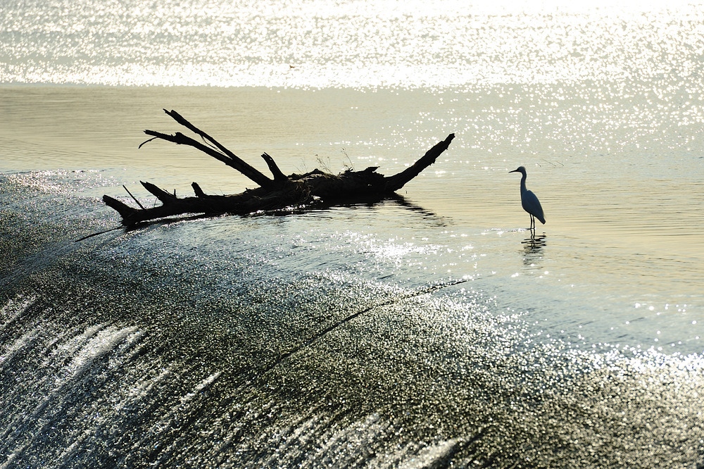 流木と鳥。