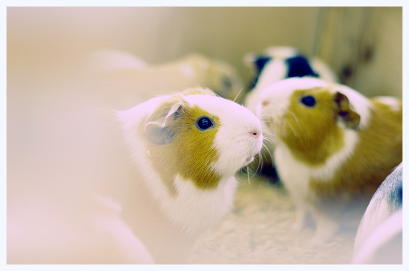 Animals。