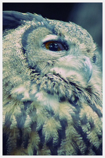 Animals。