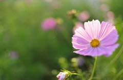 秋の桜。