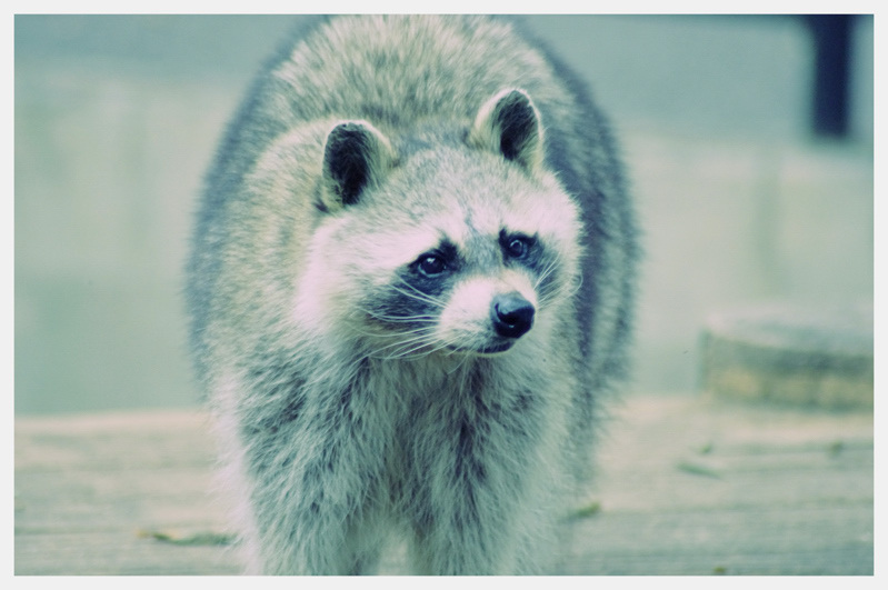 Animals。