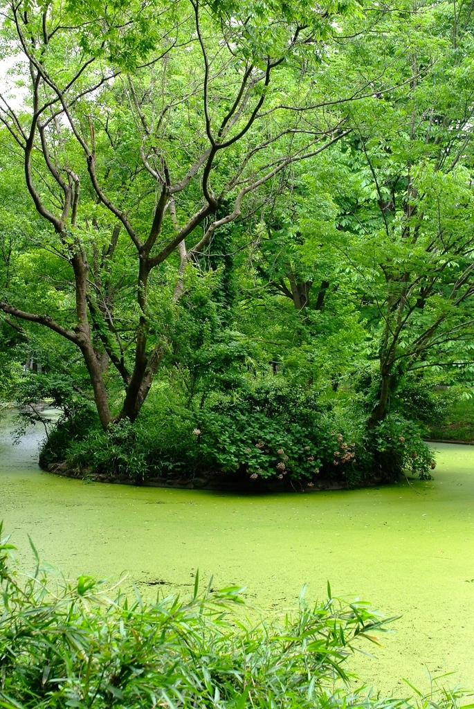 緑の池。