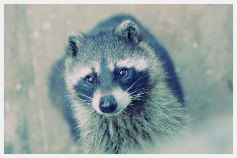Animals。