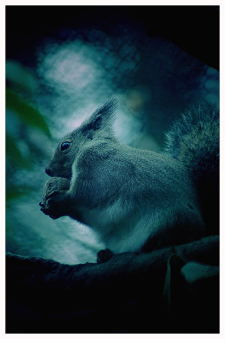 Animals。