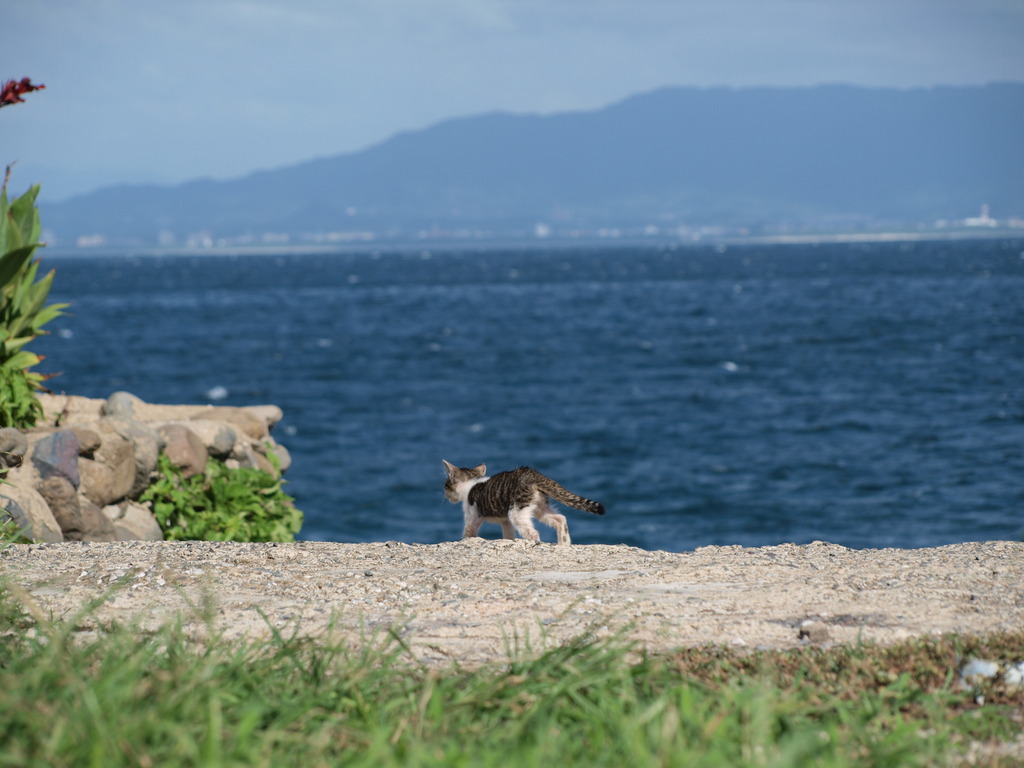 子ねこ