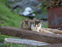 子ねこ