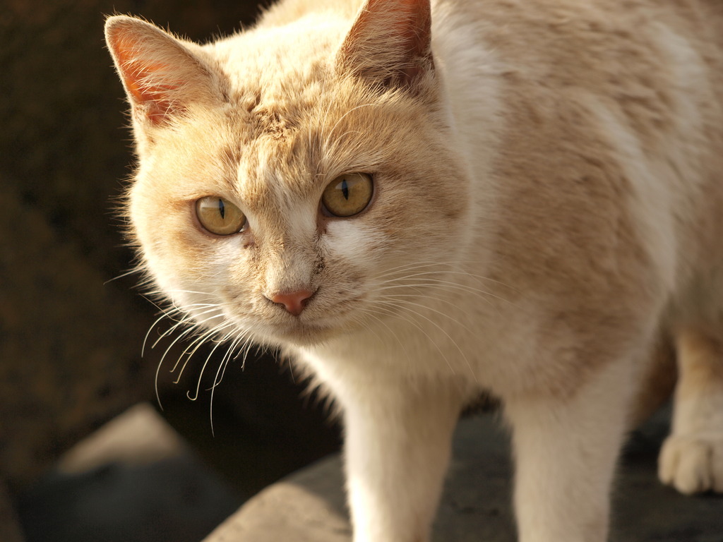 島ねこ