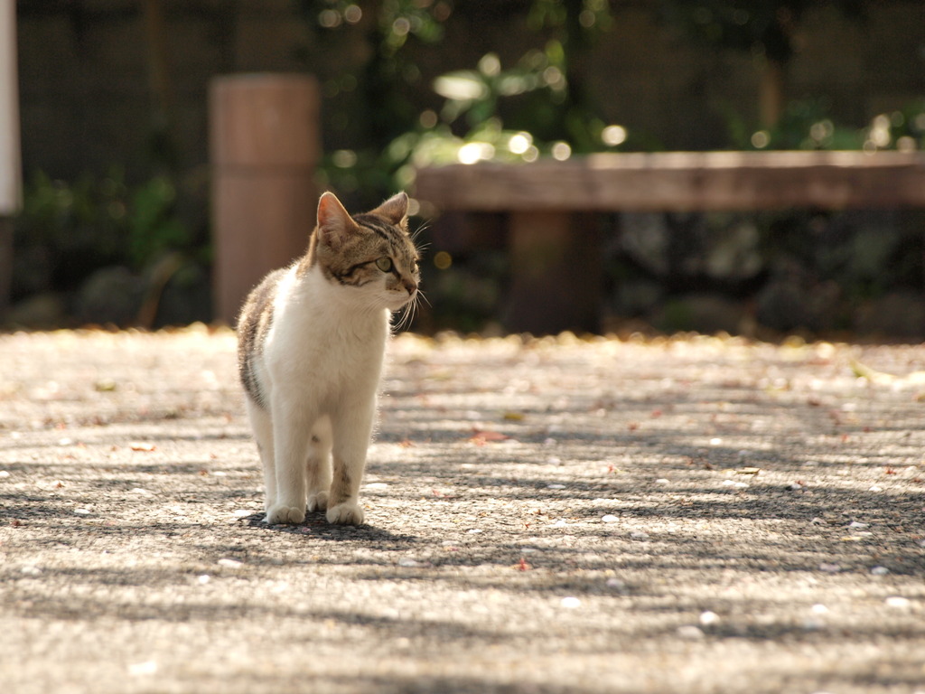 五島猫