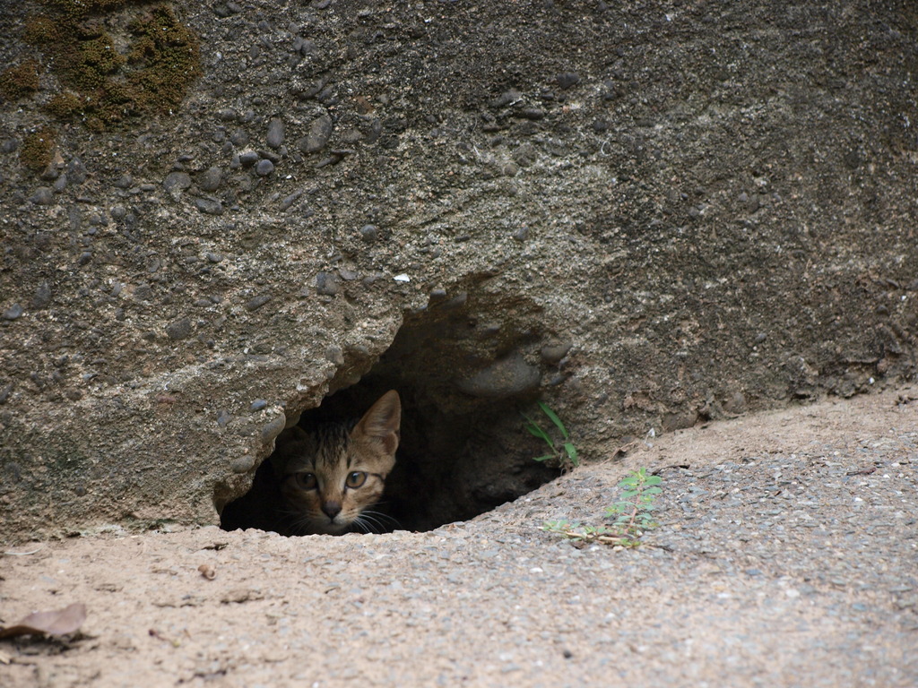子ねこ