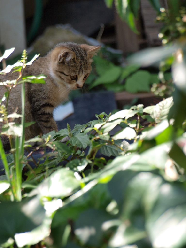 子ねこ