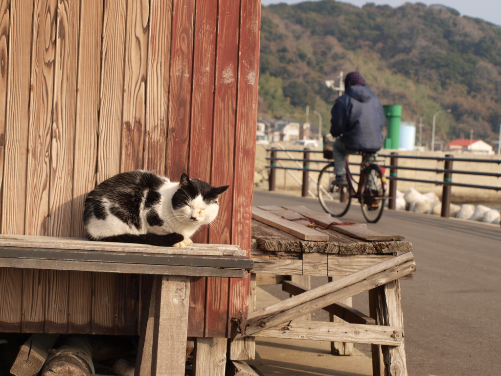 島猫