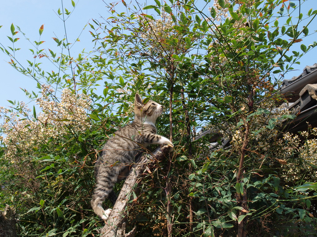 木登り猫