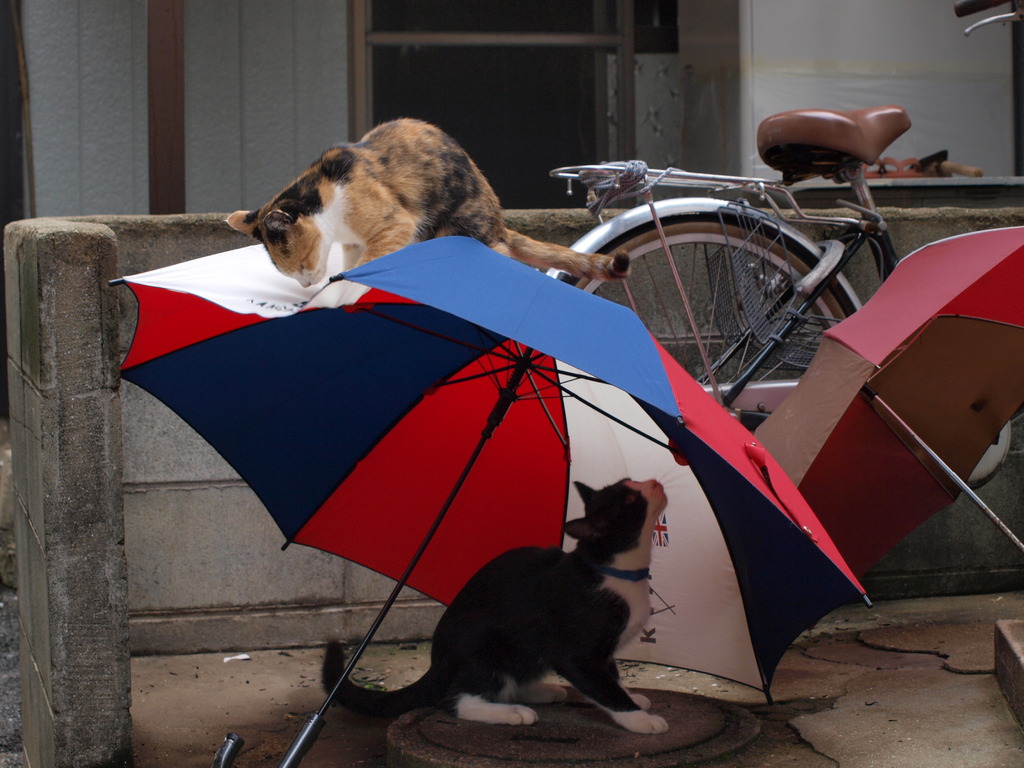 島ねこ