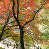 ☆香嵐渓３☆