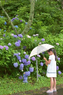 紫陽花と私