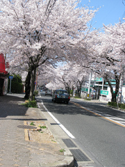 桜