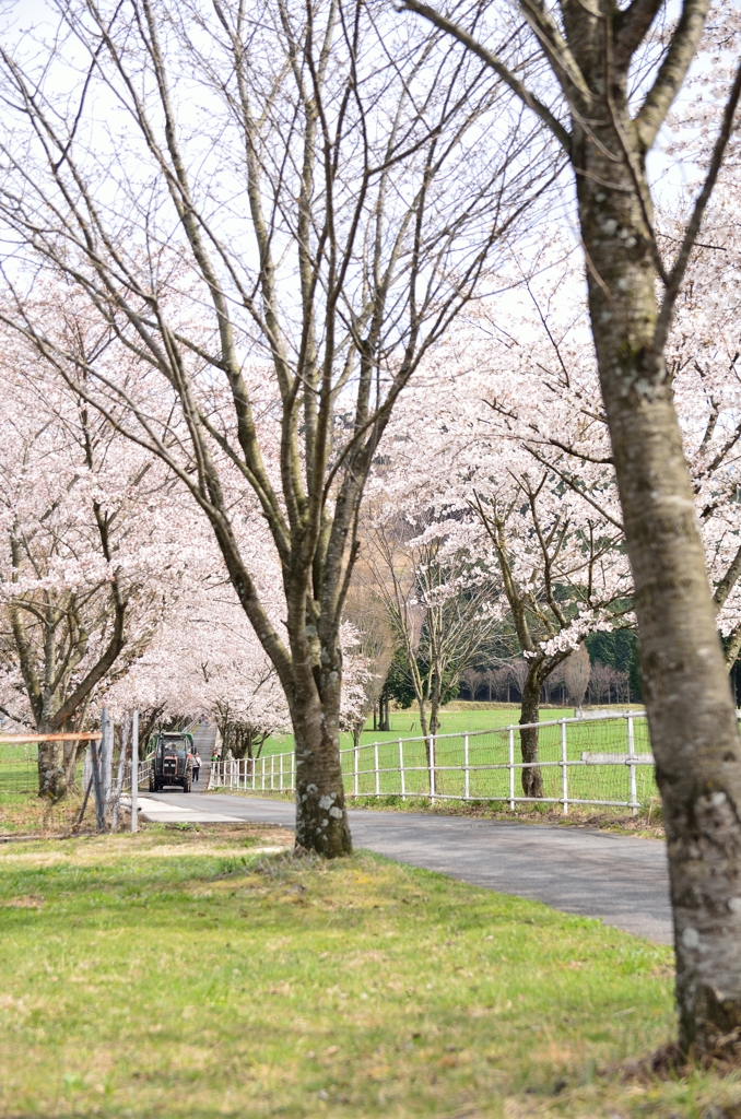 桜並木