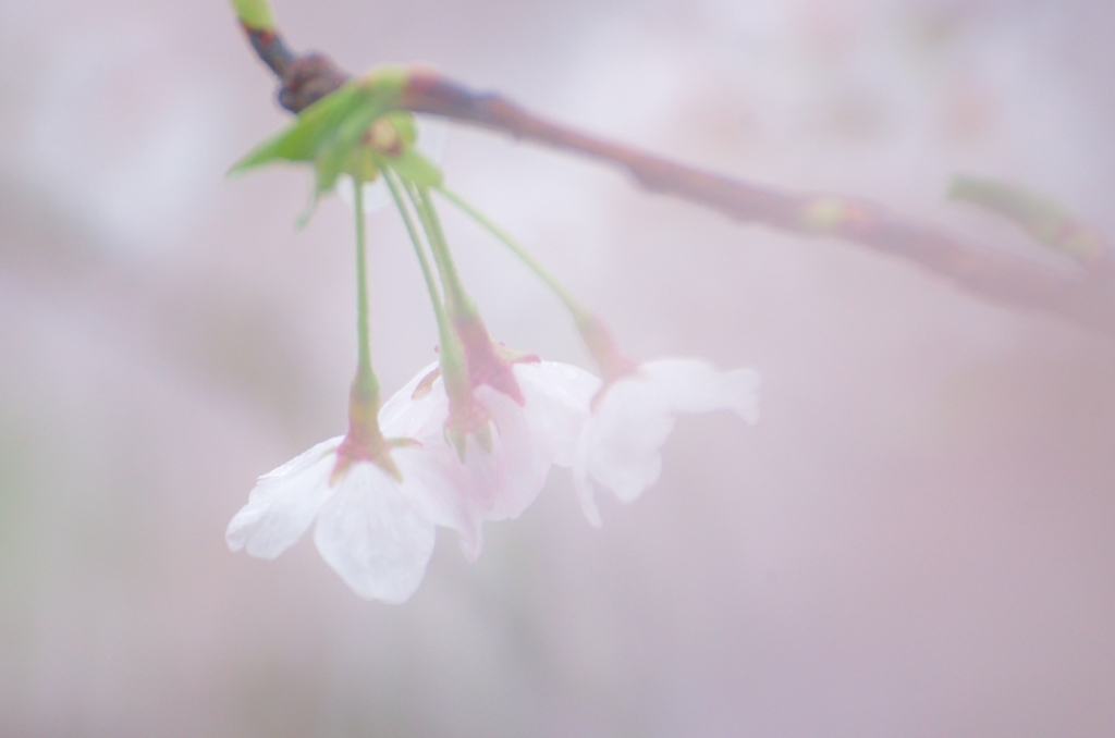 ふんわり桜