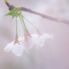 ふんわり桜