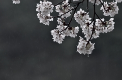 雨も滴る良い桜