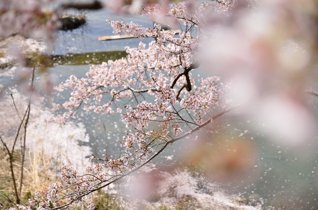 SAKURA