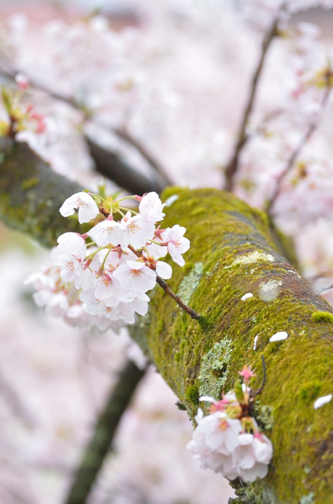 桜色