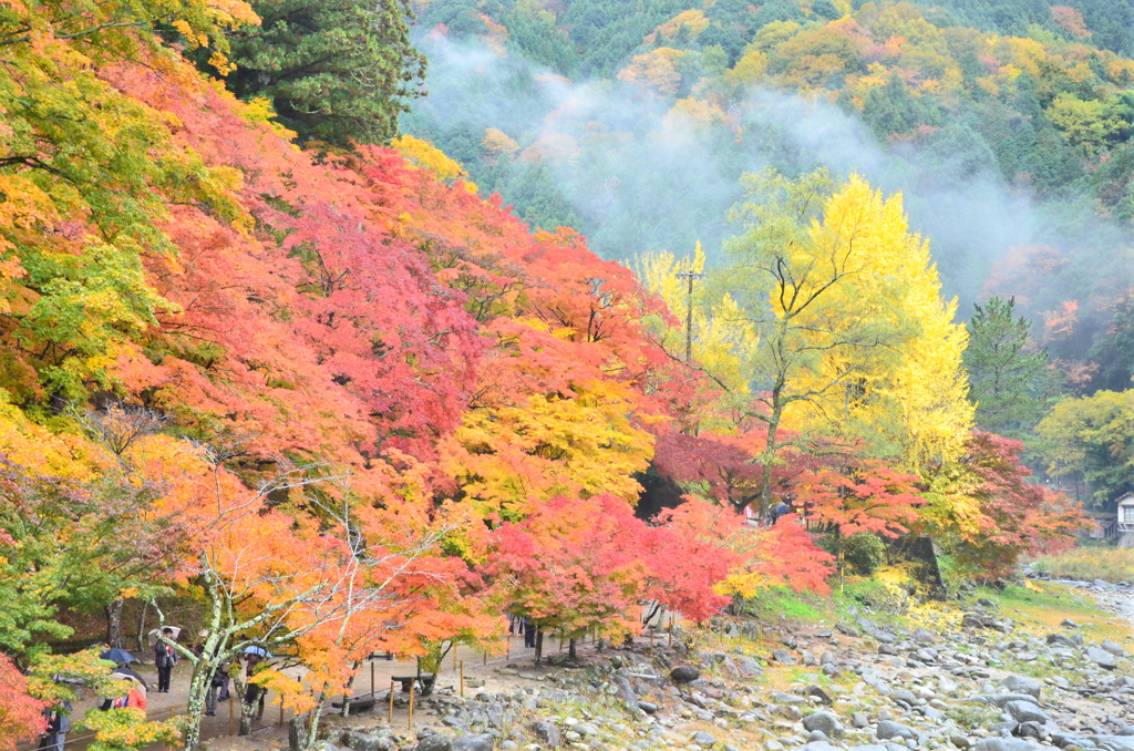 朝霧
