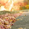 紅葉の行き先