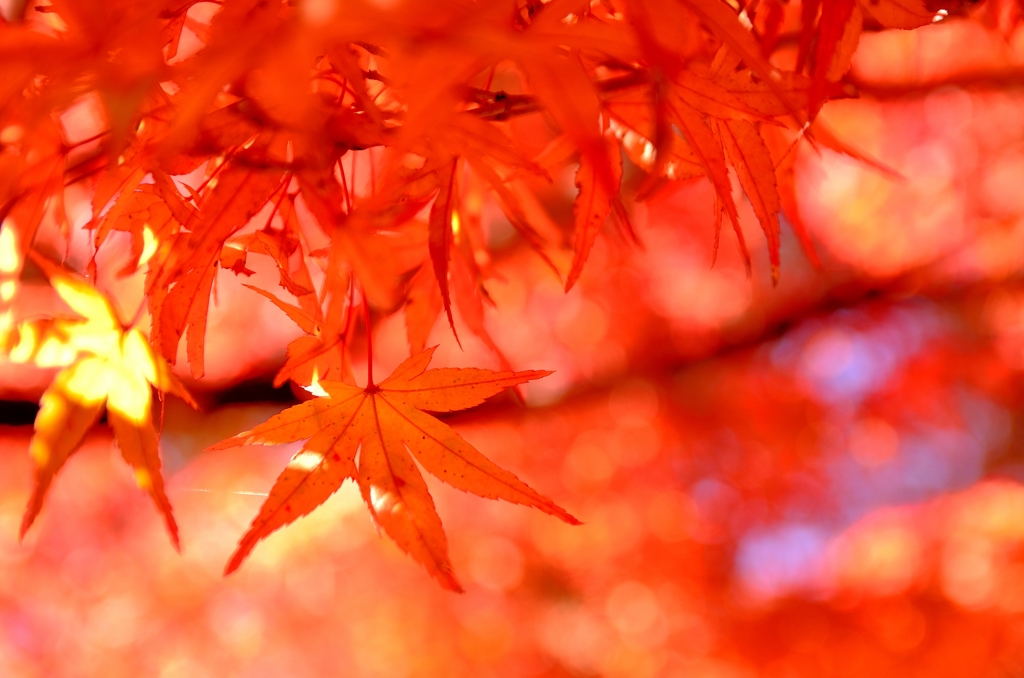 紅