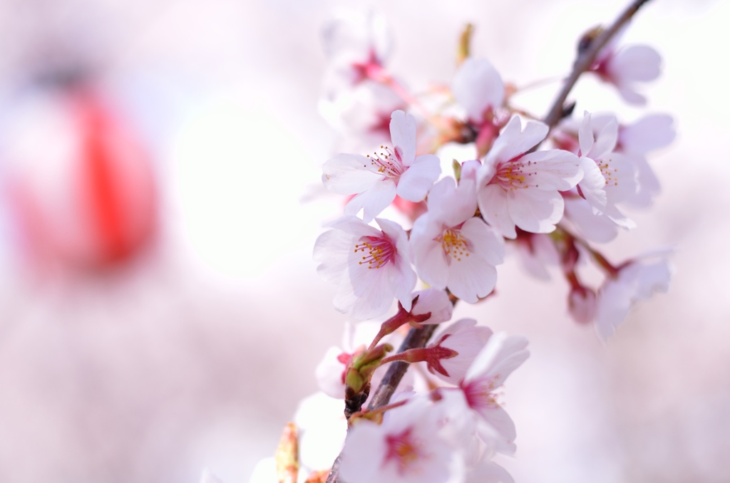 桜祭り