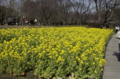 春一番ハチ　菜の花畑