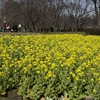 春一番ハチ　菜の花畑