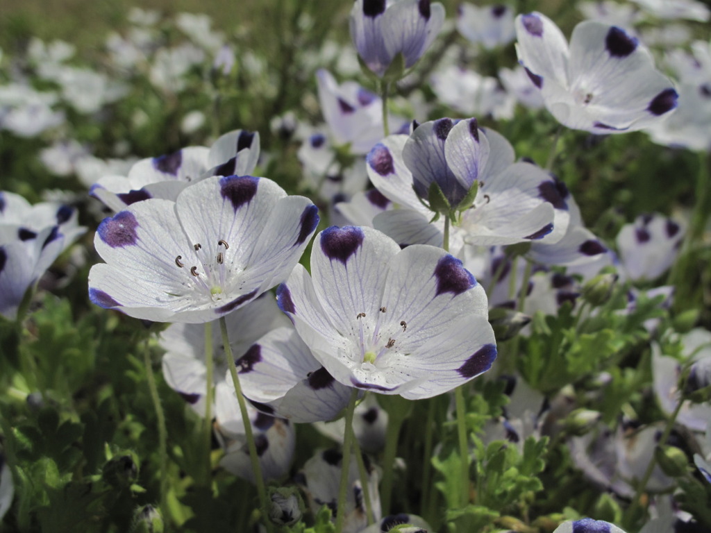 みちばたの花