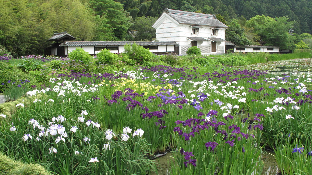 花菖蒲と加茂荘の蔵