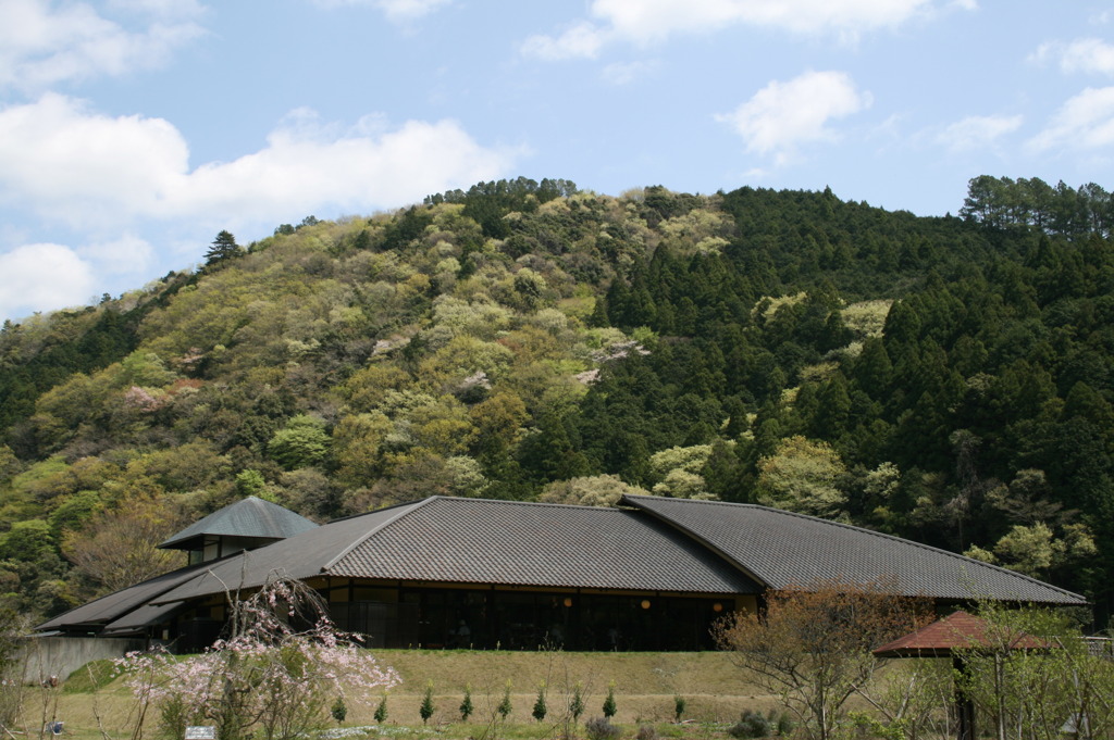 新緑の始まり