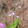 庭に咲く花