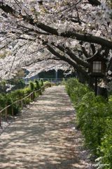 桜トンネル