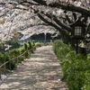桜トンネル