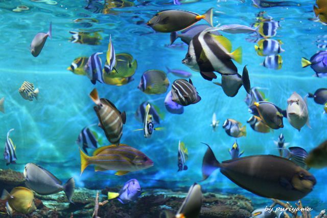 夏の水族館