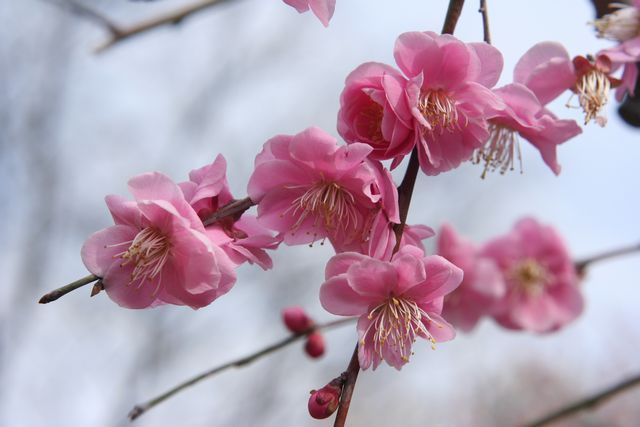 中山寺　梅林