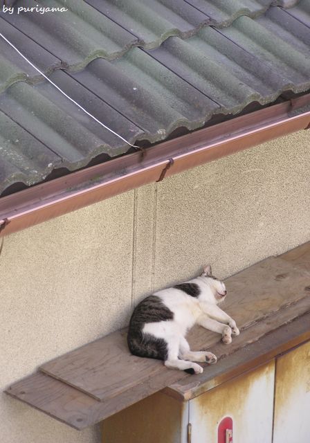 ポカポカ陽気