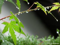 雨上がり