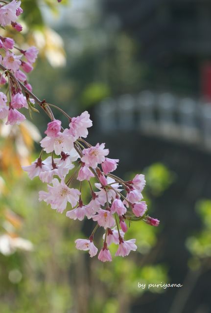 桜日和