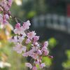 桜日和