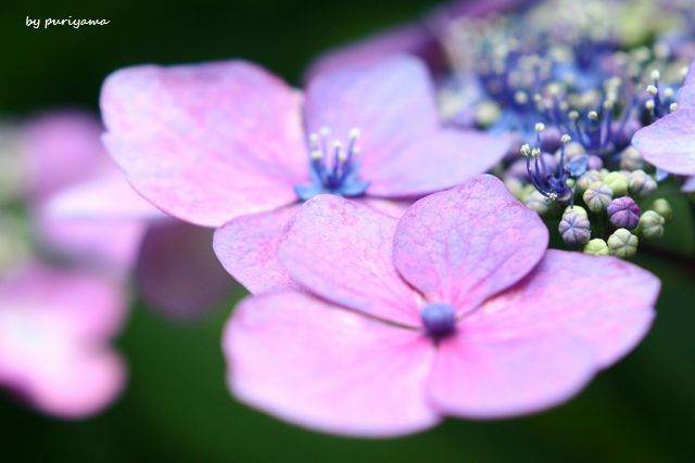 額紫陽花