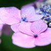 額紫陽花