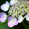 額紫陽花